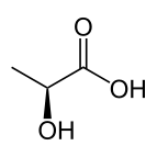 Lactobacillus plantarum