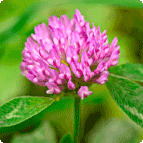 Red Clover Extract