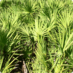 Saw Palmetto